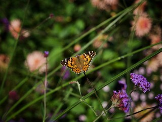 Painted Lady Butterfly 