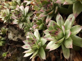 Succulents growing on rock