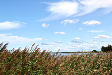 View on sea trough the reed on the coast