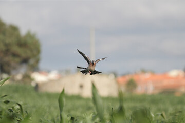 European wood pigeon landing in a corn field