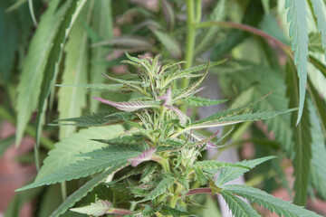 Planta de marihuana, cannabis
