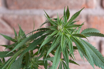 Planta de marihuana, cannabis