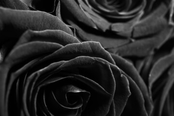 Buds of beautiful blooming roses, closeup