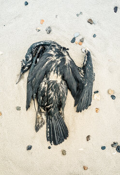 Dead Raven In Beautiful Shape on the Beach in Denmark