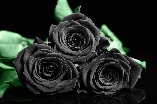 Beautiful online black rose