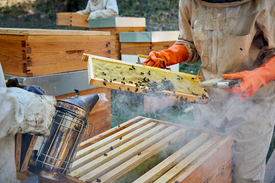 Apiarist working with your bees to achieve the sweet honey