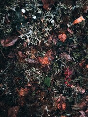 autumn leaves on the ground