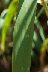 Obraz premium A close up shot of a leaf with sunlight and shadows