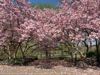 The pink flowers of the Magnolia trees announcing the spring