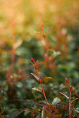 close shot of a small plant in the summer