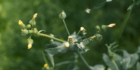 Green plants and yellow flowers