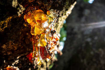 Beautiful sticky yellow and transparent sap tree accumulated on the wound of the tree bark