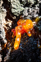 Beautiful sticky yellow and transparent sap tree accumulated on the wound of the tree bark