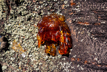 Beautiful sticky yellow and transparent sap tree accumulated on the wound of the tree bark