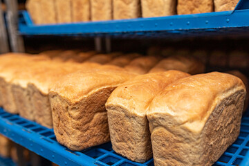 Loaves of bread on blue plastic trays. Close-up.