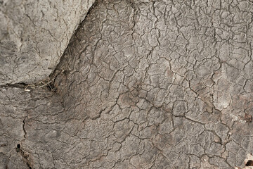 old dry tree bark with beautiful cracked texture