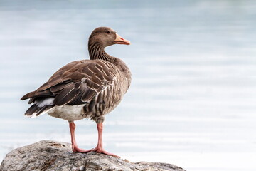 Greylag goose, Anser Anser, standing on a rock © Elenarts