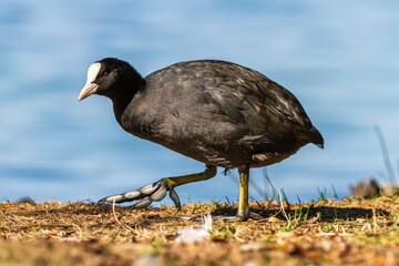 Eurasian or common coot duck, fulicula atra