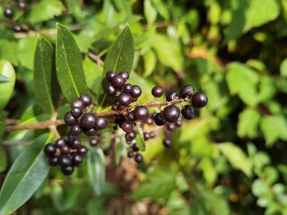 Ripe berries on a bush with green surroundings in summer