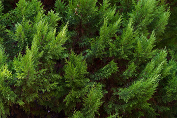 fir tree close up macro green pine evergreen