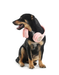 Cute dog with headphones on white background