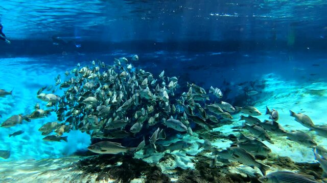 Under water at Florida spring. Silver Glen at the Ocala National Forest. With Tons of striped bass.