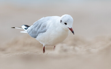 Fototapeta premium Seagull by the Polish sea on the beach
