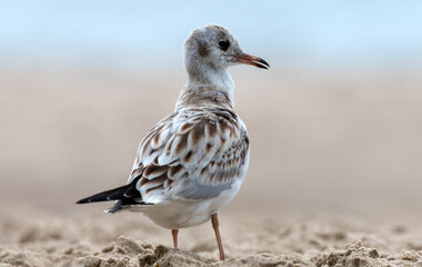 Seagull by the Polish sea on the beach