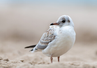 Seagull by the Polish sea on the beach