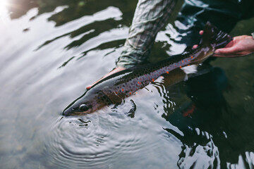 Man, who does sports fishing, fishes on a fast mountain river and holds a trout she caught in his hand.