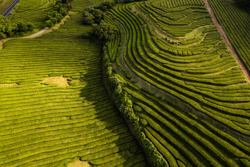 Green tea plantations aerial landscape