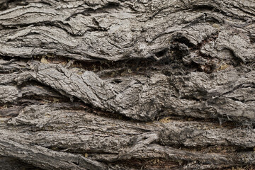 old dry tree bark with beautiful cracked texture