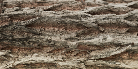 old dry tree bark with beautiful cracked texture