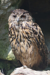 Uhu / Eurasian eagle-owl / Bubo bubo
