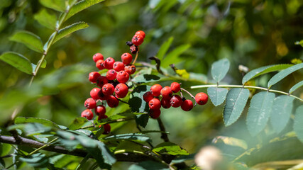 branch of red rowan in green leaves