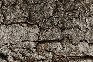 Obraz premium old dry tree bark with beautiful cracked texture
