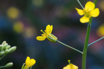 Macro of yellow canola blosssoms in a field