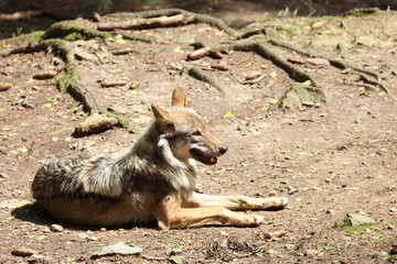 Wolf / Wolf / Canis lupus