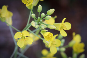 Macro of yellow canola blosssoms in a field