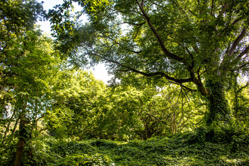 Lush Green Trees Covered in Ivy Line the Rainforest on Zapatera Island outside of Granada, Nicaragua