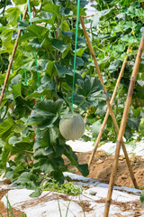 Melon fruit with net green skin in a greenhouse, Cantaloupe in plantation agriculture products to harvest hang on a tree in a garden at a melon Pot Orange farm field summer in Thailand
