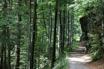 Landschaft Bayern - Bayrischer Wald / Landscape Bavaria - Bavarian Forest /