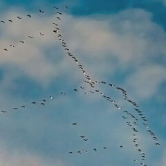 Birds in flight, geese flying in formation