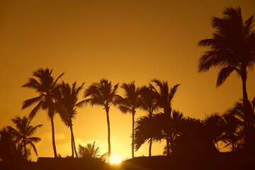 Naklejka na ściany i meble tropical paradise Sunset palms palm tree sunset sun golden hour orange summer beach sunset sun behind palms sunrise