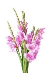 Beautiful gladiolus flowers on white background