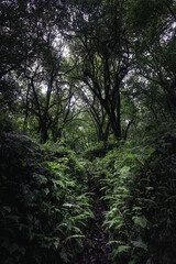 Imágenes boscosas, lugares naturales, bosques y paisajes mexicanos.