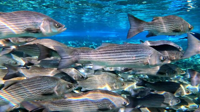 Under water at Florida spring. Silver Glen at the Ocala National Forest. With Tons of striped bass.