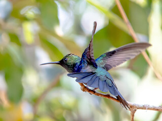Hummingbird in South America - Paraguay, Guiara
