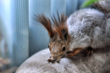 A very cute squirrel sitting on the sofa.