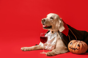 Cute labrador dog dressed for Halloween party on color background